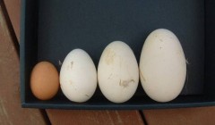 タマタマが大きい人！