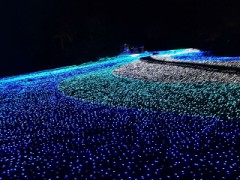 冬の奈良公園に