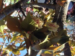 【お題日記】甘えるのと甘えられるのどっちが好き？