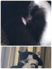 けむくじゃらのアナルと漫湖