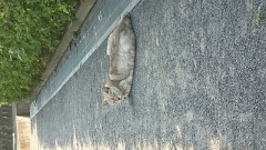 今日のニャンコ ○○くん オス ○才