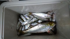 【お題日記】デカフェ、飲んだことある？