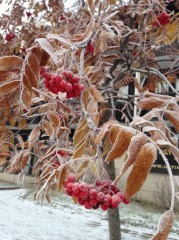 【お題日記】ＳＭプレイしたことある？