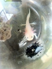 わが家のペット史