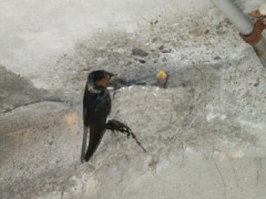 いいことが……