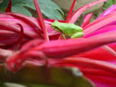 魔女………孔雀