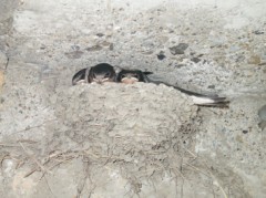 今日　　巣立って‥‥