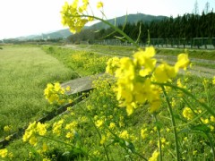 yellow magic operation