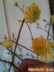 掲載予告しておいた、お菓子に様なミツマタの花