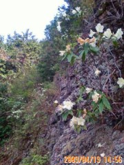 日影ツツジも花盛り、