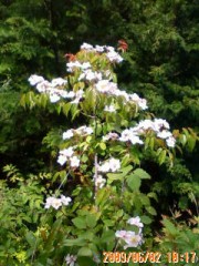 前に触れた、大柄な野バラの別の美しい枝のことなど