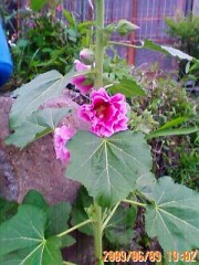 穴に指を入れ摘む