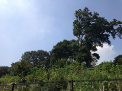 秋晴れの清々しいお天気です