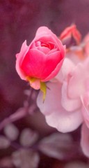 【お題日記】好きなアナウンサーは？