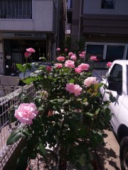 薔薇が咲いた