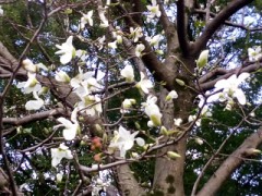 【お題日記】トーストに何を付けて食べるのが好き？