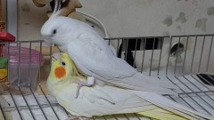 ラジオ人生相談