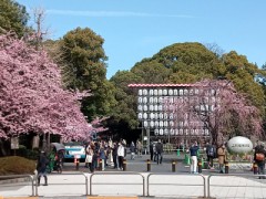 上野公園は既にお花見準備完了