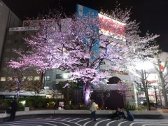 桜の樹の下には屍体が埋まっている