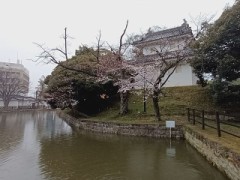 土浦亀城（キジョウ）