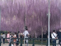 足利フラワーパーク