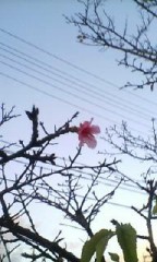 初恋☆発熱☆点滴