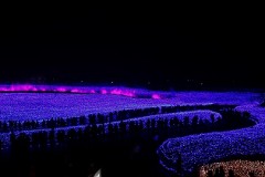 冬のイルミネーション、どんなものが好き？