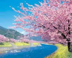 桜が開花！お花見には行きますか？