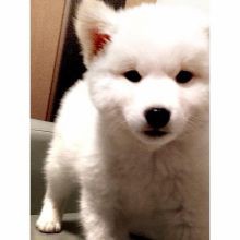 飼っている・飼っていた動物おしえて♪