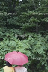 雨の日の楽しみ方