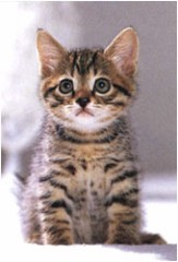 春物が気になってきました