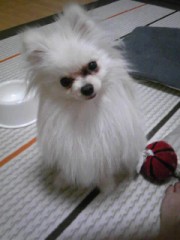 こーゆー生き物ってホントズルいと思います(*-∀-)