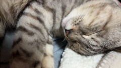 【お題日記】○○が無いと耐えられない！