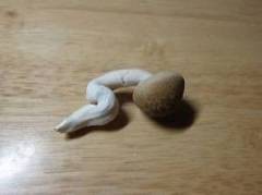 【お題日記】W 杯期間中、サッカー以外のおすすめは?