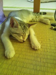 【お題日記】残暑を乗り切る方法は?