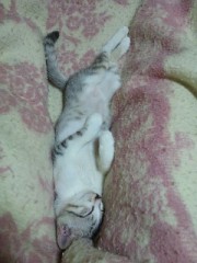 【お題日記】キスは上手いですか？