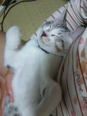 【お題日記】鶏肉、豚肉、牛肉どれが一番好き？