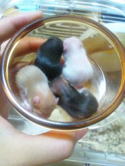 【お題日記】指と舌、どっちが好き？