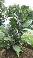 【お題日記】2番目の性感帯はどこ？