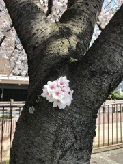 お花見