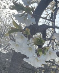 サクラマジック