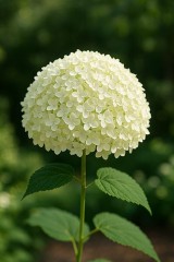 6月の日本の花・・・アナベル