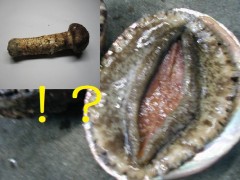 「アワビ接待」って。。。変な想像しちゃったのは自分だけ？＾＾