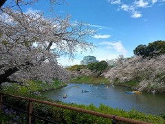 花見@千鳥ヶ淵
