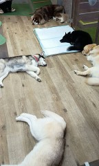 HUSKY CAFE TOKYOその2