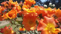 【お題日記】ボランティアの経験ありますか？