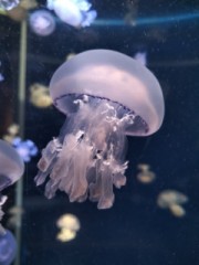 【お題日記】1人Hする場所はどこ？