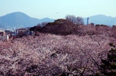 【お題日記】お花見に欠かせないものは何ですか？