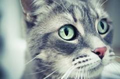 【お題日記】あなたは犬派？それとも猫派？