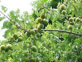 梅ジャムコレはいける